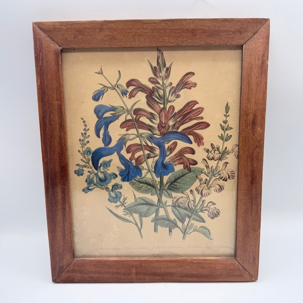 Jane Wells Loudon Salvia Botanical Lithograph Framed Antique Floral Print 19th c